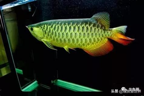 龍魚擋災|【養龍魚好處】養龍魚的好處！別再亂養，快奉養旺財擋災的龍魚。